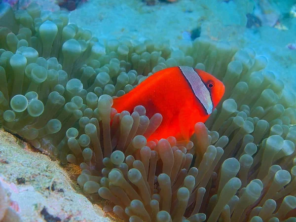 Amazing Mysterious Underwater World Philippines Luzon Island Anilo Fishclown — Stock Photo, Image