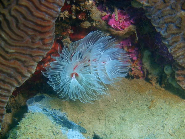 菲律宾吕宋岛 阿尼洛 管蠕虫惊人的和神秘的海底世界 — 图库照片