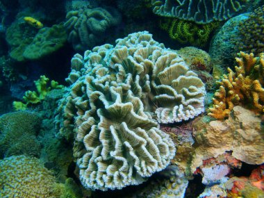 Filipinler, Luzon Adası, Anilo, taş mercan muhteşem ve gizemli sualtı dünyası