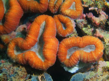 Filipinler, Luzon Adası, Anilo, taş mercan muhteşem ve gizemli sualtı dünyası