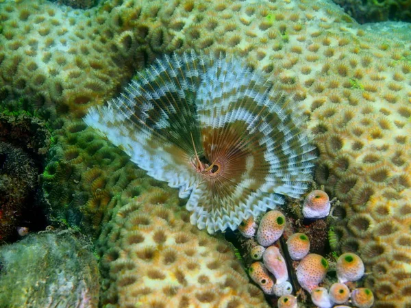 The amazing and mysterious underwater world of the Philippines, Luzon Island, Anilo, tube worm