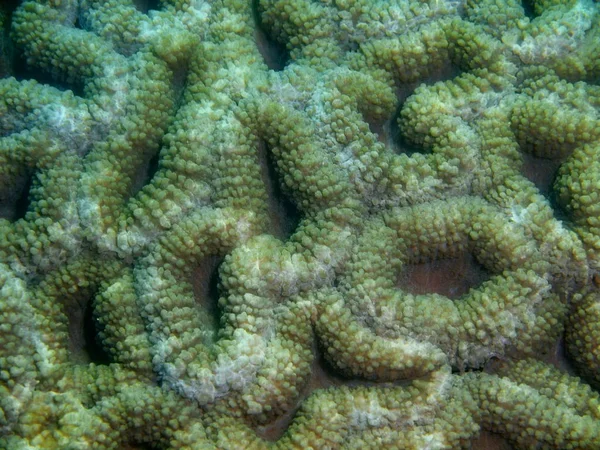 Increíble Misterioso Mundo Submarino Filipinas Isla Luzón Anilo Coral Piedra —  Fotos de Stock