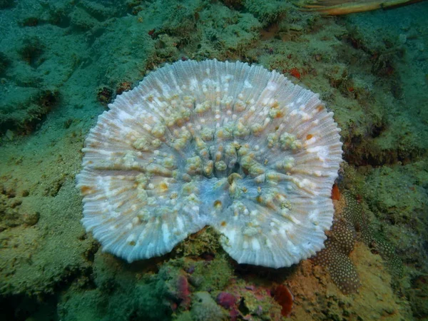 菲律宾吕宋岛 阿尼洛 石珊瑚惊人的和神秘的海底世界 — 图库照片