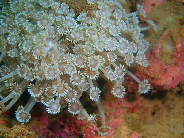 Дивовижний Загадковий Світ Підводних Філіппіни Острова Лусон Anilo Тендітний Coral — стокове фото