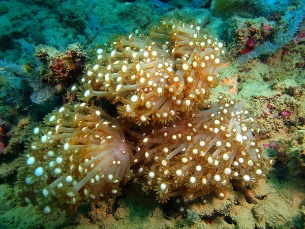 Increíble Misterioso Mundo Submarino Filipinas Isla Luzón Anilo Coral Suave —  Fotos de Stock