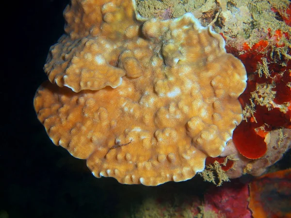 Amazing Mysterious Underwater World Philippines Luzon Island Anilo Stone Coral — Stock Photo, Image