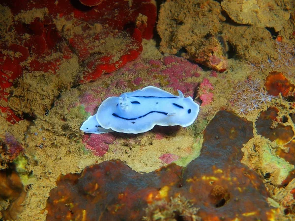 Incrível Misterioso Mundo Subaquático Das Filipinas Ilha Luzon Anilo Lesma — Fotografia de Stock