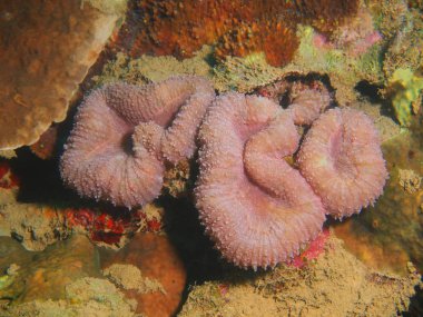 Filipinler, Luzon Adası, Anilo, taş mercan muhteşem ve gizemli sualtı dünyası