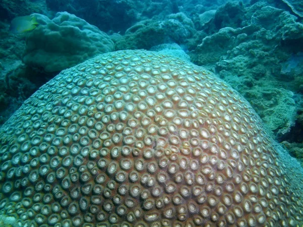 フィリピン ルソン島 Anilo 石サンゴの驚くべき 神秘的な水中世界 — ストック写真