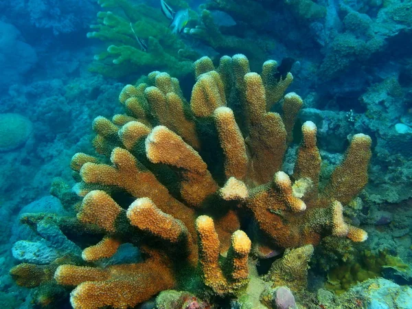 Amazing Mysterious Underwater World Philippines Luzon Island Anilo Stone Coral — Stock Photo, Image