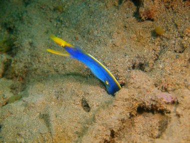 Filipinler, Luzon Adası, Anilo, moray yılan balığı muhteşem ve gizemli sualtı dünyası