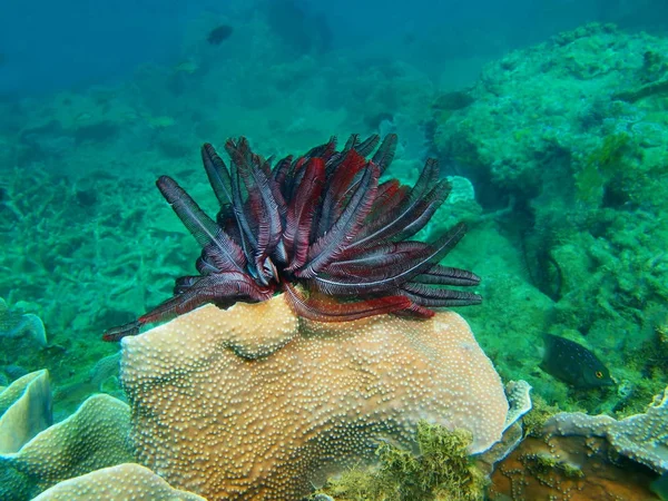 Amazing Mysterious Underwater World Philippines Luzon Island Anilo Crinoid — Stock Photo, Image