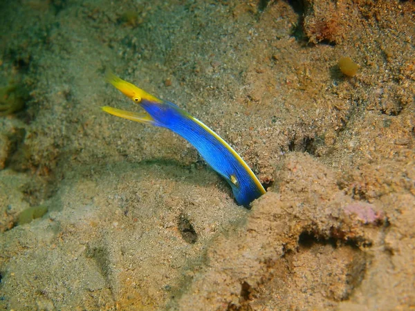 フィリピン ルソン島 Anilo ウツボの驚くべき 神秘的な水中世界 — ストック写真