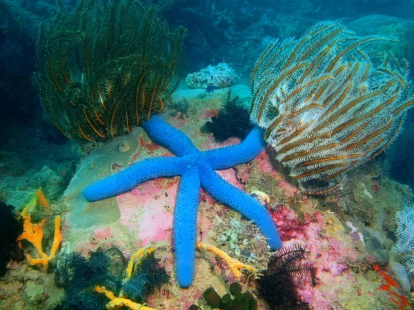 The amazing and mysterious underwater world of the Philippines, Luzon Island, Anilo, starfish