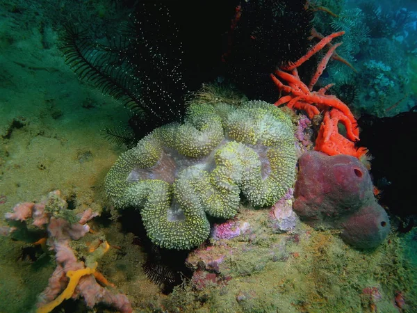 Increíble Misterioso Mundo Submarino Filipinas Isla Luzón Anilo Coral Piedra — Foto de Stock