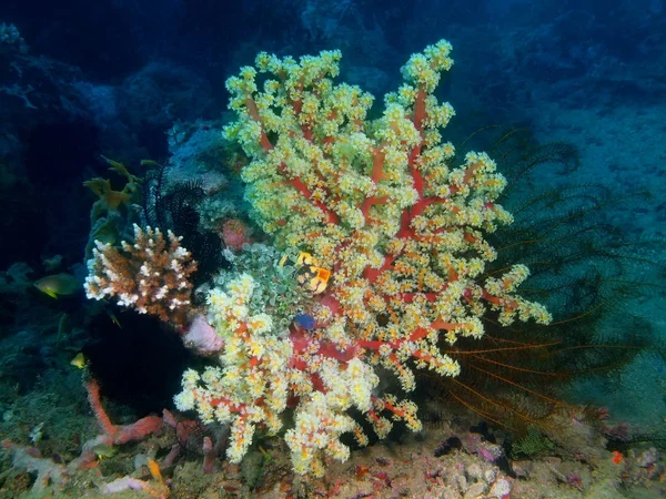 Amazing Mysterious Underwater World Philippines Luzon Island Anilo Gorgonian Coral — Stock Photo, Image