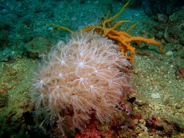 Increíble Misterioso Mundo Submarino Filipinas Isla Luzón Anilo Coral Suave —  Fotos de Stock