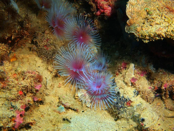 菲律宾吕宋岛 阿尼洛 管状蠕虫惊人的和神秘的海底世界 — 图库照片