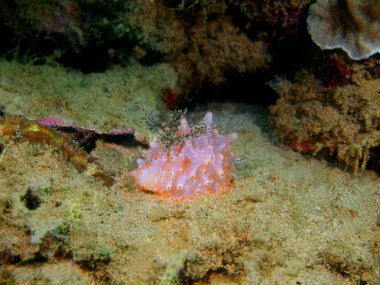 Filipinler, Luzon Adası, Anilo, gerçek deniz yaratığı muhteşem ve gizemli sualtı dünyası