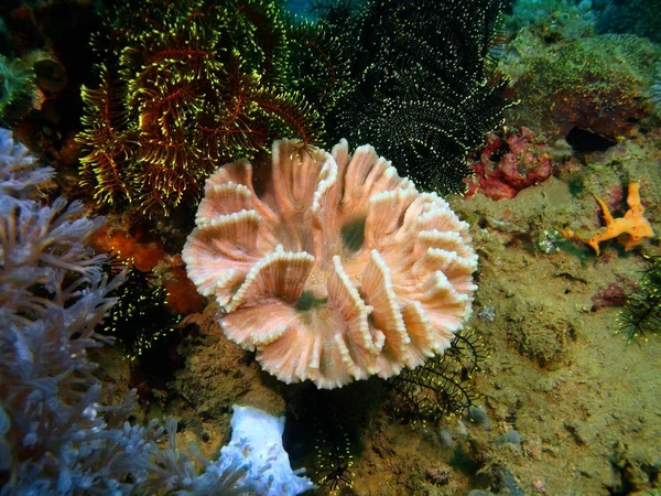 Incrível Misterioso Mundo Subaquático Das Filipinas Ilha Luzon Anilo Coral — Fotografia de Stock