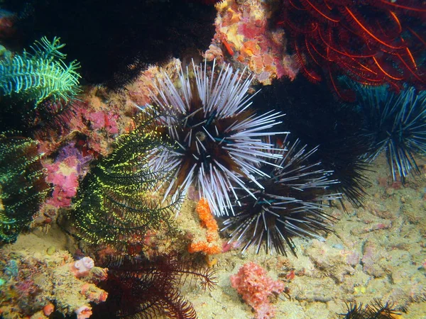 Amazing Mysterious Underwater World Philippines Luzon Island Anilo Sea Urchin — Stock Photo, Image