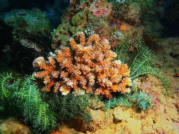 Amazing Mysterious Underwater World Philippines Luzon Island Anilo Stone Coral — Stock Photo, Image