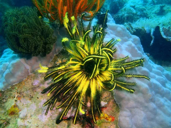 Niesamowite Tajemniczego Podwodnego Świata Filipin Wyspy Luzon Anilo Crinoid — Zdjęcie stockowe