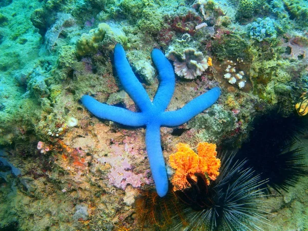 Amazing Mysterious Underwater World Philippines Luzon Island Anilo Starfish — Stock Photo, Image