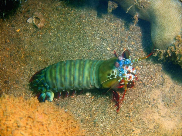 The amazing and mysterious underwater world of the Philippines, Luzon Island, Anilo, mantis shrimp