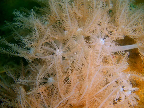 Amazing Mysterious Underwater World Philippines Luzon Island Anilo Soft Coral — Stock Photo, Image