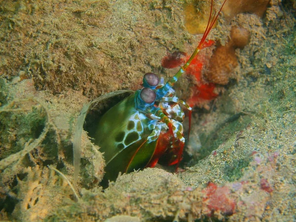 Amazing Mysterious Underwater World Philippines Luzon Island Anilo Mantis Shrimp — Stock Photo, Image