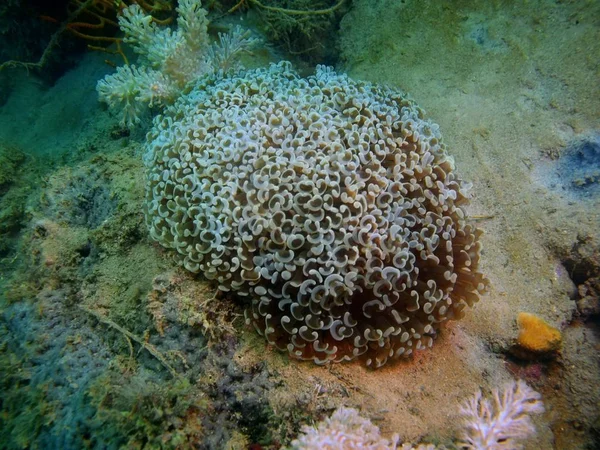 Amazing Mysterious Underwater World Philippines Luzon Island Anilo Soft Coral — Stock Photo, Image