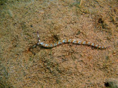 Filipinler, Luzon Adası, Anilo, gerçek deniz yaratığı muhteşem ve gizemli sualtı dünyası
