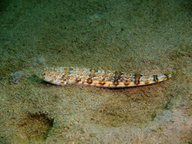 Muhteşem ve gizemli sualtı dünyasını Filipinler, Luzon Adası, Anilo mercan balık
