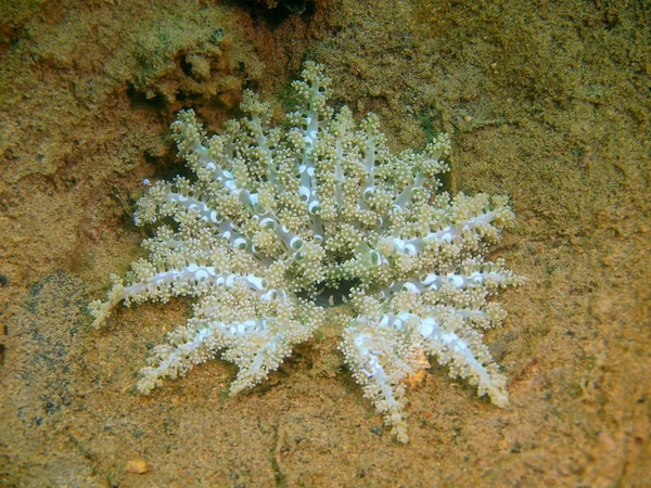 菲律宾吕宋岛 阿尼洛 海葵惊人的和神秘的海底世界 — 图库照片