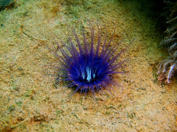 Удивительный Загадочный Подводный Мир Филиппин Остров Лусон Анапа Морской Анемон — стоковое фото