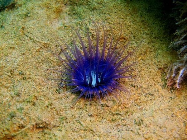 Incredibile Misterioso Mondo Sottomarino Delle Filippine Isola Luzon Anilo Anemone Immagine Stock