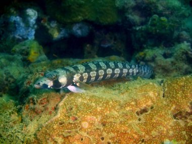 Muhteşem ve gizemli sualtı dünyasını Filipinler, Luzon Adası, Anilo mercan balık