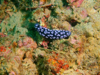 Filipinler, Luzon Adası, Anilo, gerçek deniz yaratığı muhteşem ve gizemli sualtı dünyası