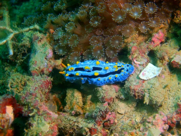 Filipinler, Luzon Adası, Anilo, gerçek deniz yaratığı muhteşem ve gizemli sualtı dünyası