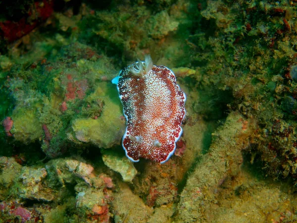 The amazing and mysterious underwater world of the Philippines, Luzon Island, Anilo, true sea slug