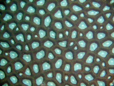 Filipinler, Luzon Adası, Anilo, taş mercan muhteşem ve gizemli sualtı dünyası