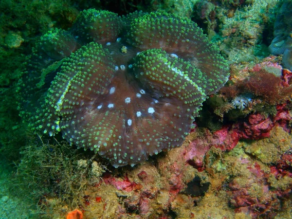 Amazing Mysterious Underwater World Philippines Luzon Island Anilo Stone Coral — Stock Photo, Image