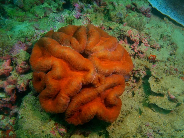 Incrível Misterioso Mundo Subaquático Das Filipinas Ilha Luzon Anilo Coral — Fotografia de Stock