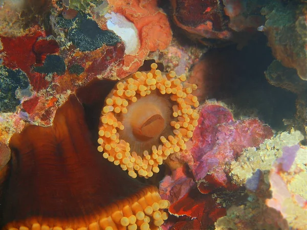 Monde Sous Marin Étonnant Mystérieux Des Philippines Île Luçon Anilo — Photo