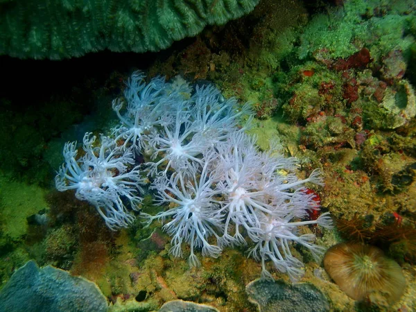 Amazing Mysterious Underwater World Philippines Luzon Island Anilo Soft Coral — Stock Photo, Image