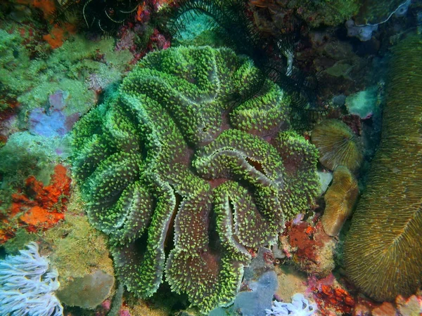 Incrível Misterioso Mundo Subaquático Das Filipinas Ilha Luzon Anilo Coral — Fotografia de Stock