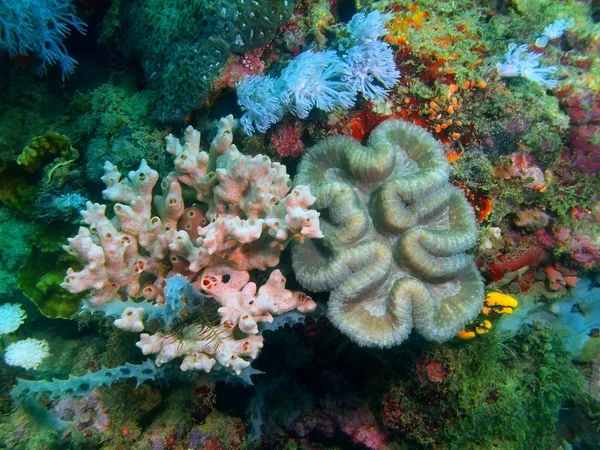 Incrível Misterioso Mundo Subaquático Das Filipinas Ilha Luzon Anilo Coral — Fotografia de Stock