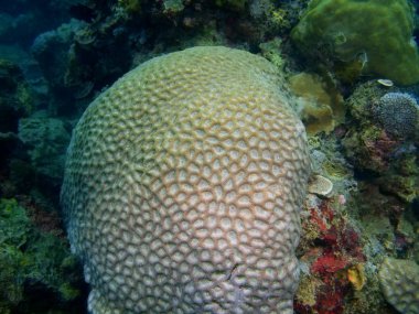 Filipinler, Luzon Adası, Anilo, taş mercan muhteşem ve gizemli sualtı dünyası