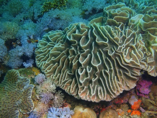 Amazing Mysterious Underwater World Philippines Luzon Island Anilo Stone Coral — Stock Photo, Image
